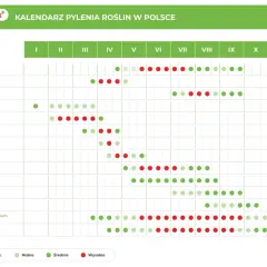 Kiedy pyli brzoza? Kalendarz pokazuje, że pylenie brzozy zaczyna się w marcu (III) i trwa do maja (V), z największym nasileniem w kwietniu (IV).