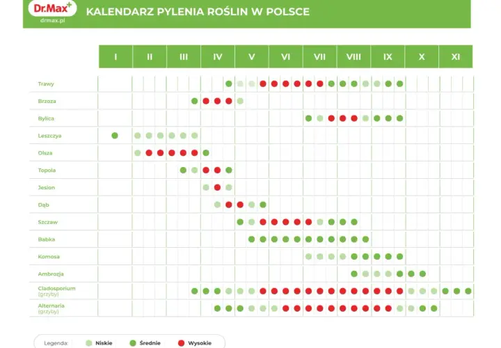 Kiedy pyli brzoza? Kalendarz pokazuje, że pylenie brzozy zaczyna się w marcu (III) i trwa do maja (V), z największym nasileniem w kwietniu (IV).