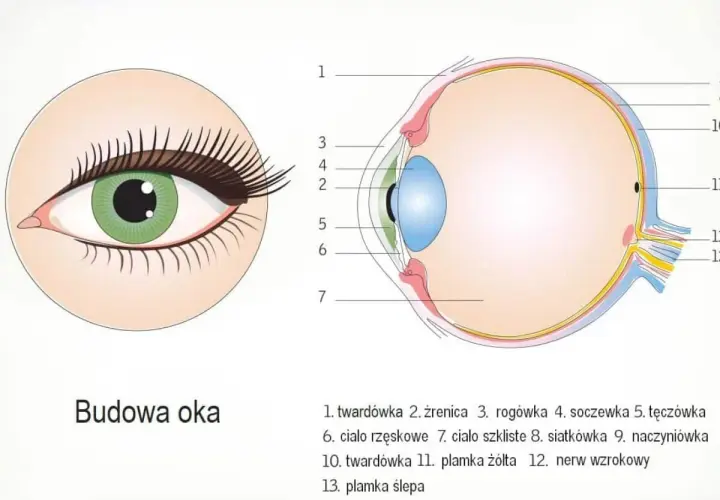 Przednia część oka, gdzie znajduje się przezroczysta rogówka, chroniąca tęczówkę i źrenicę.