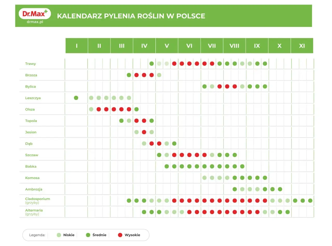 Kalendarz pylenia roślin w Polsce. Czerwone kropki oznaczają wysokie stężenie pyłków, mogące wywołać objawy alergii.